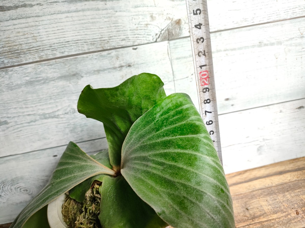 現品】 ビカクシダ エレファントティス コウモリラン/Platycerium 観葉