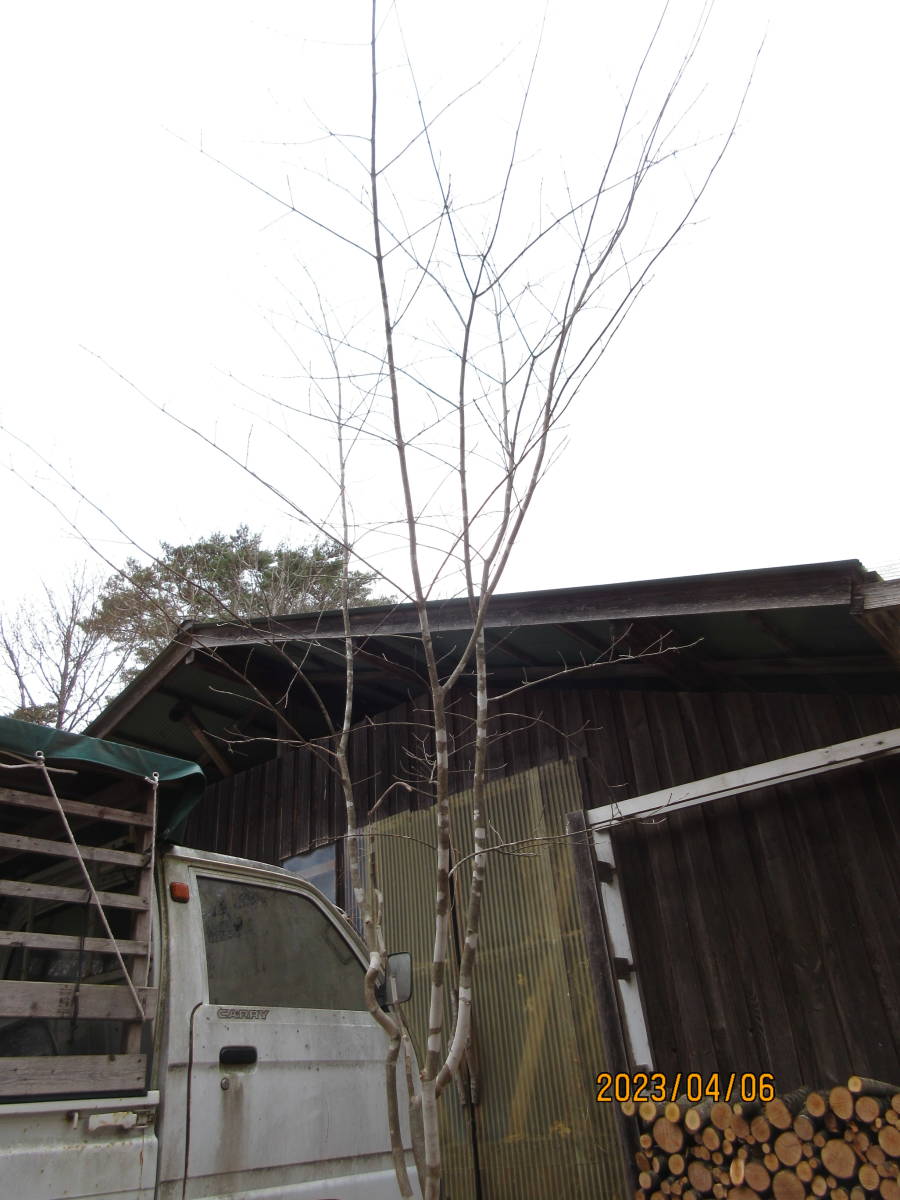 自生山採り/アオダモ【現品発送】管理70084 自生山採り/アオダモ【現品