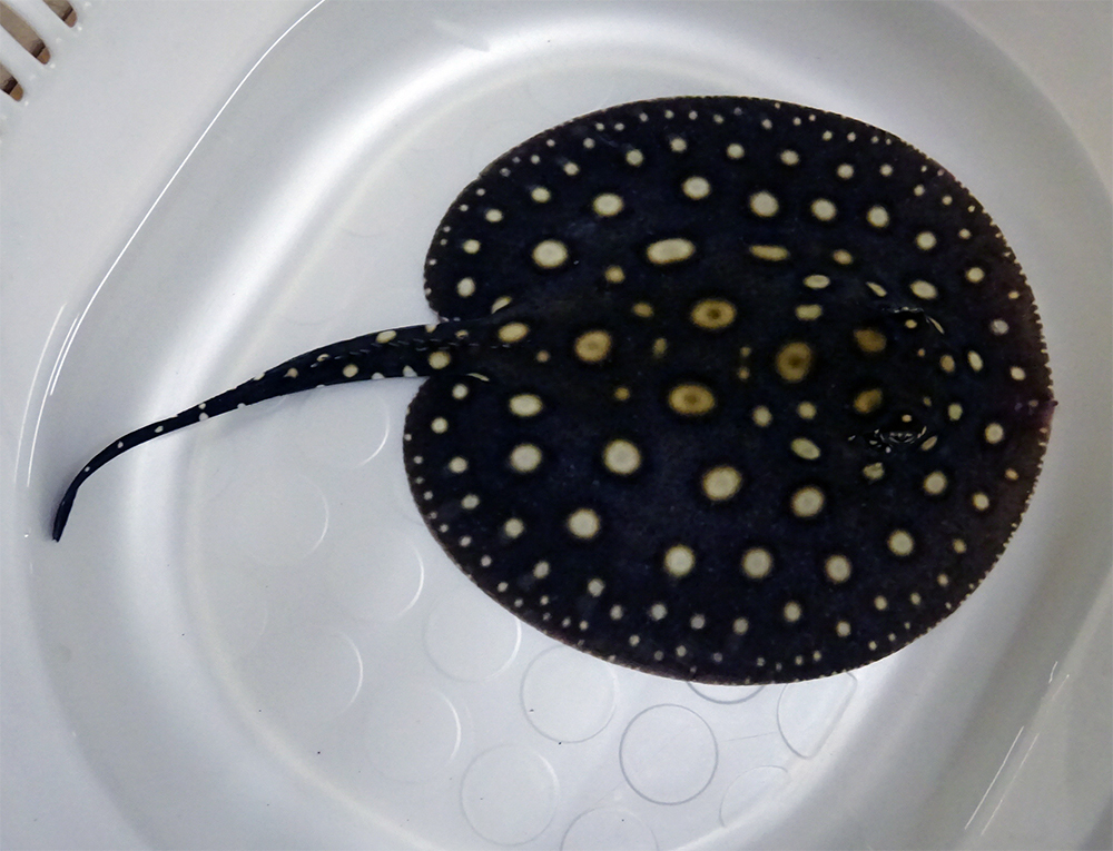 104淡水エイ・ブラックダイヤモンドポルカ ♀　15cm前後　激安！