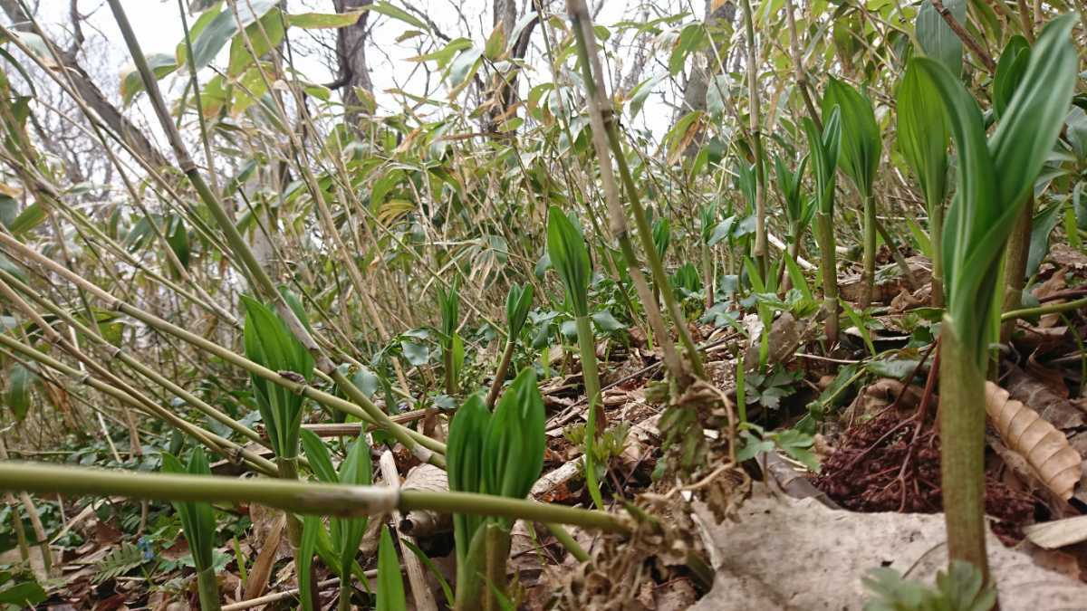 行者にんにく苗 100本 北海道産 天然 根付き 行者にんにく 苗根 100本