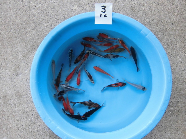 ★☆ 管理№03　 錦鯉　ミニサイズいろいろ　30匹 (8センチ前後）新潟産 ☆★