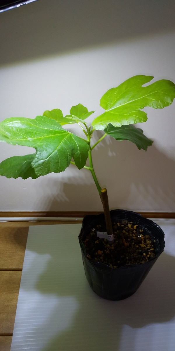 ブラックジャック Black Jack イチジク いちじく 苗 Black Jack Wine