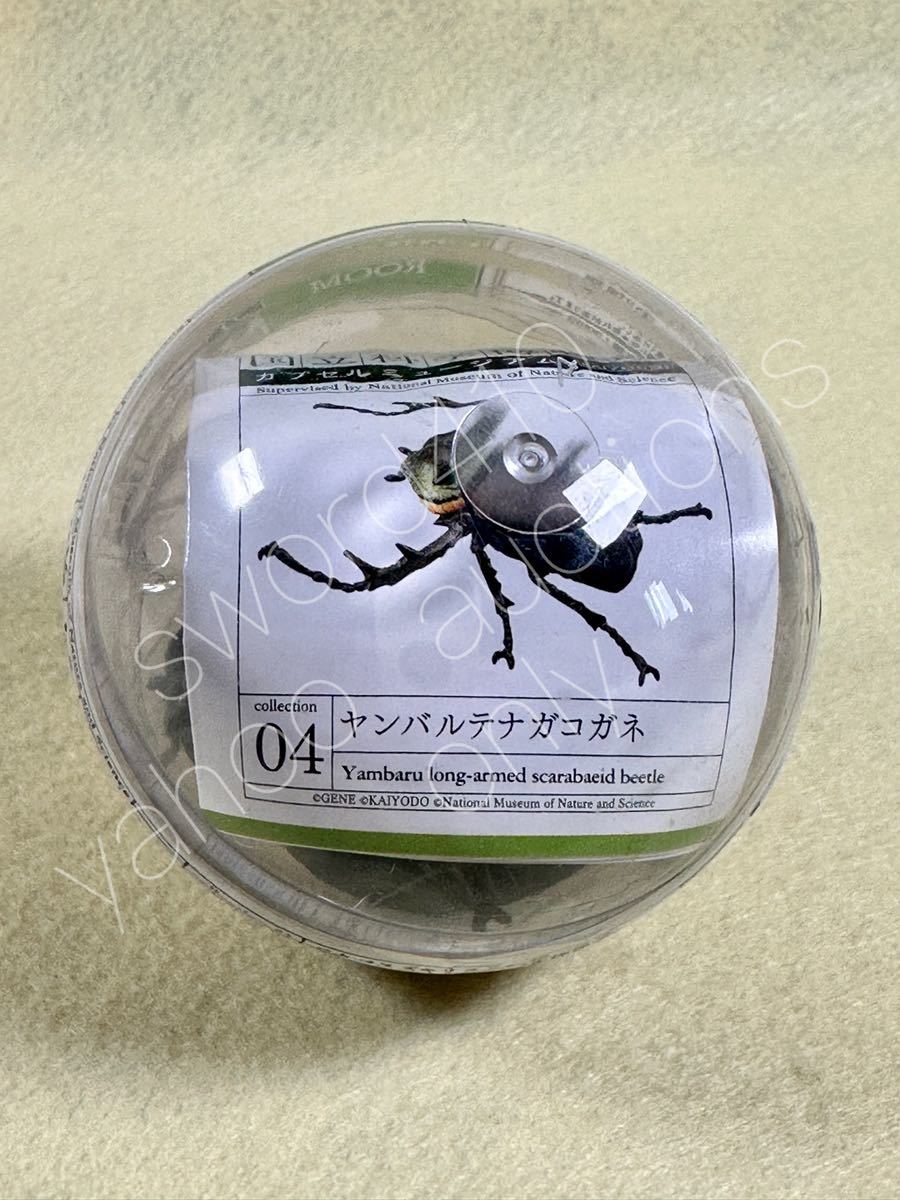 ヤンバルテナガコガネ 国立科学博物館 国立科学博物館