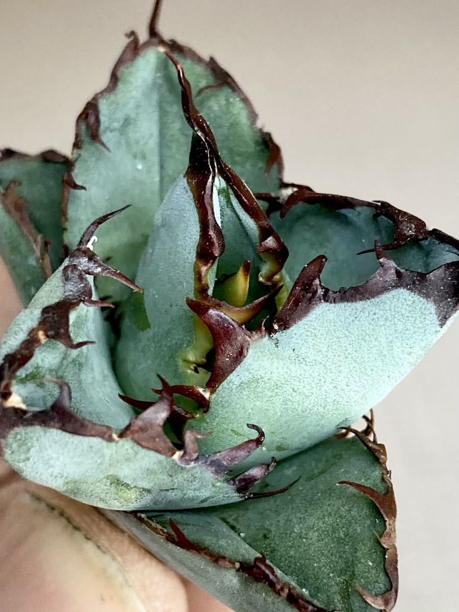 チタノタ「BBHM」短葉極美株 現品限り 発根活着済 チタノタ「BBHM」短