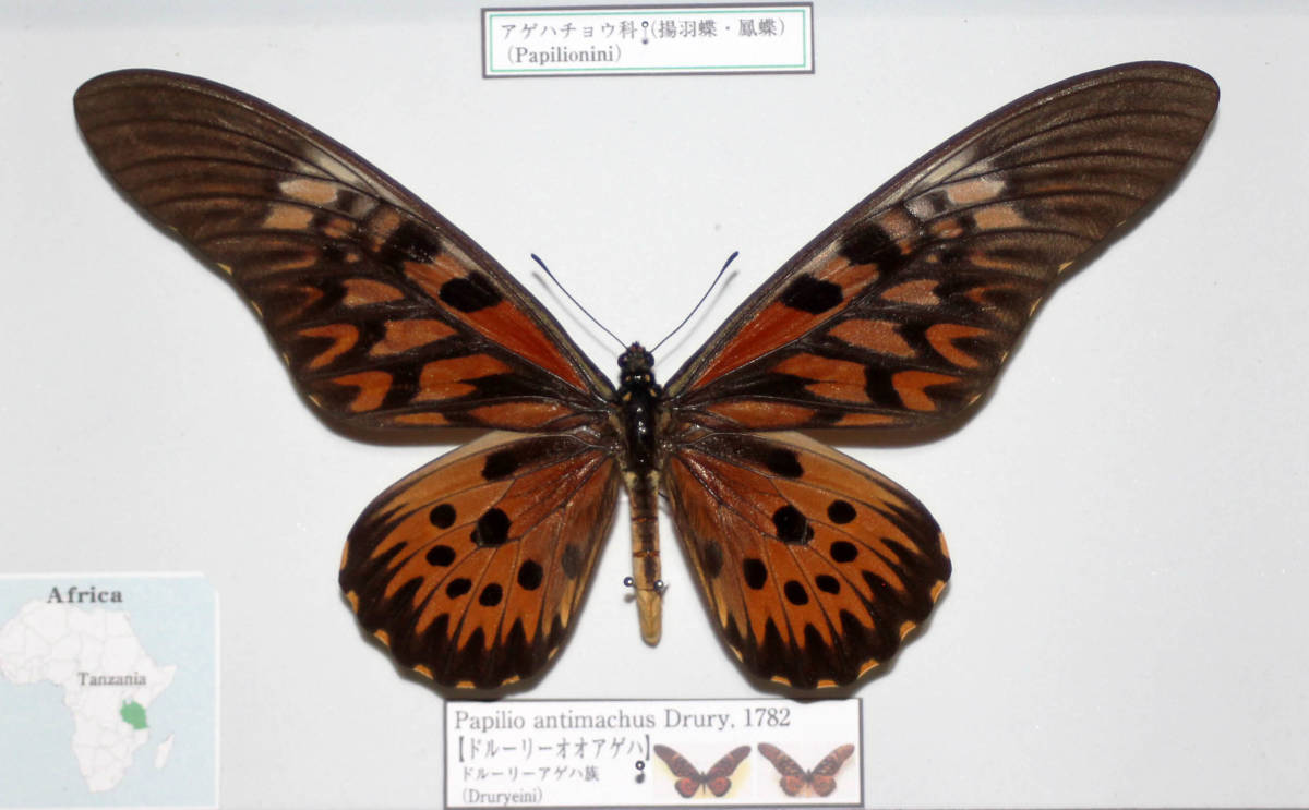 蝶標本　ドルーリーオオアゲハ（♂）