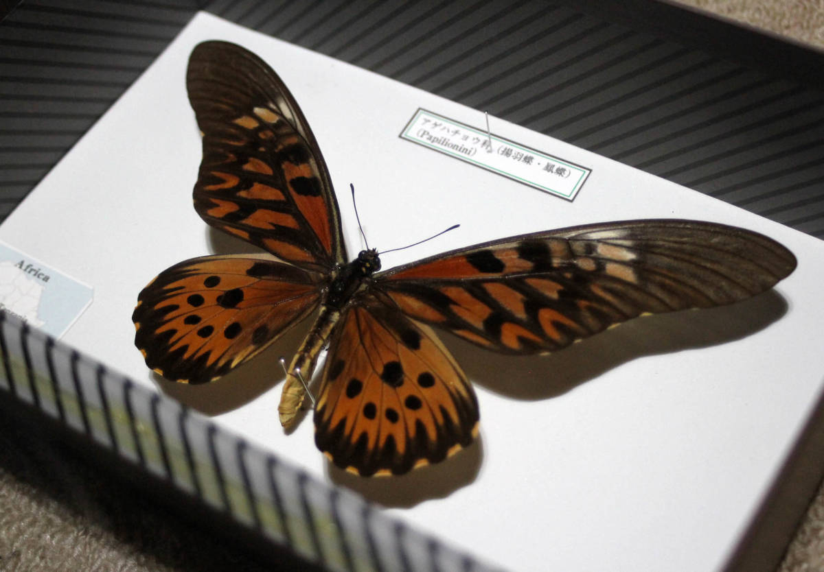 オオルリアゲハ , 蝶の標本 販売・通販のNatureShop|モルフォや 蝶標本