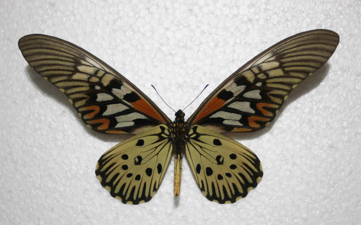 オオルリアゲハ , 蝶の標本 販売・通販のNatureShop|モルフォや 蝶標本