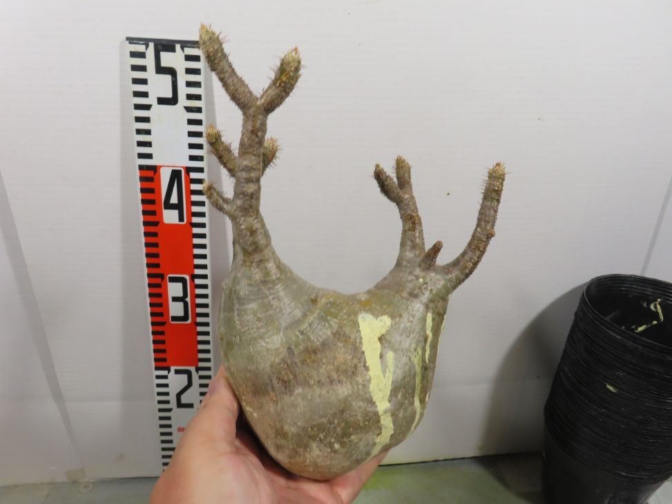 ミ147 「塊根植物」パキポディウム グラキリス M 抜き苗【最新到着・マダガスカル・gracilius・根切り画像要確認】