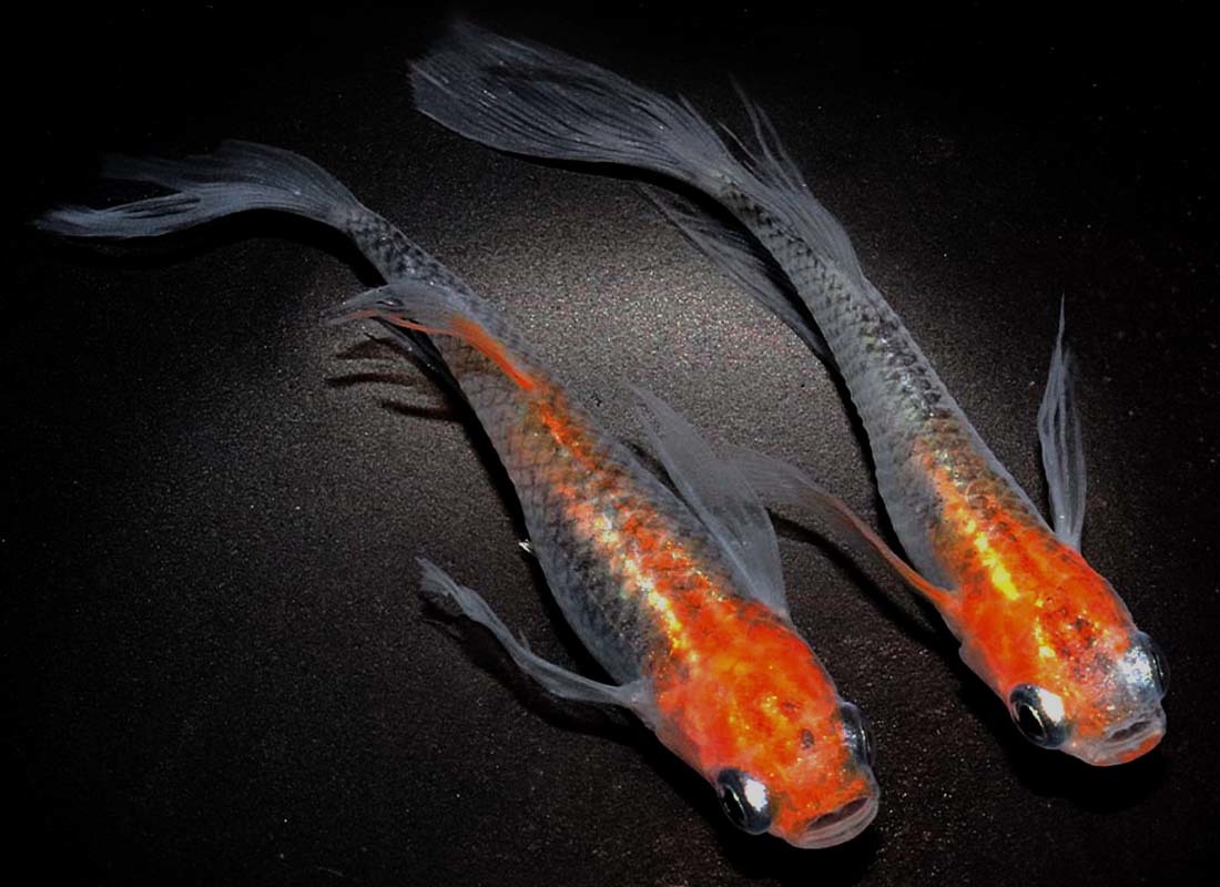 めだか造り屋・響華・稚魚10匹・K-７