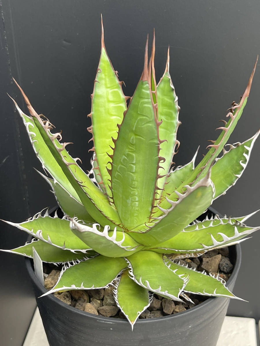 観葉植物 ホリダ 選抜株 発根済み