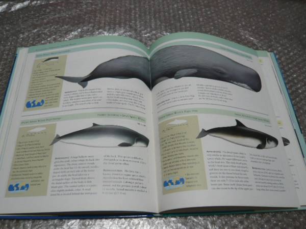 洋書 クジラ イルカ 写真集 シャチやイッカク等48種収録 自然 風景 売買されたオークション情報 Yahooの商品情報をアーカイブ公開 オークファン Aucfan Com