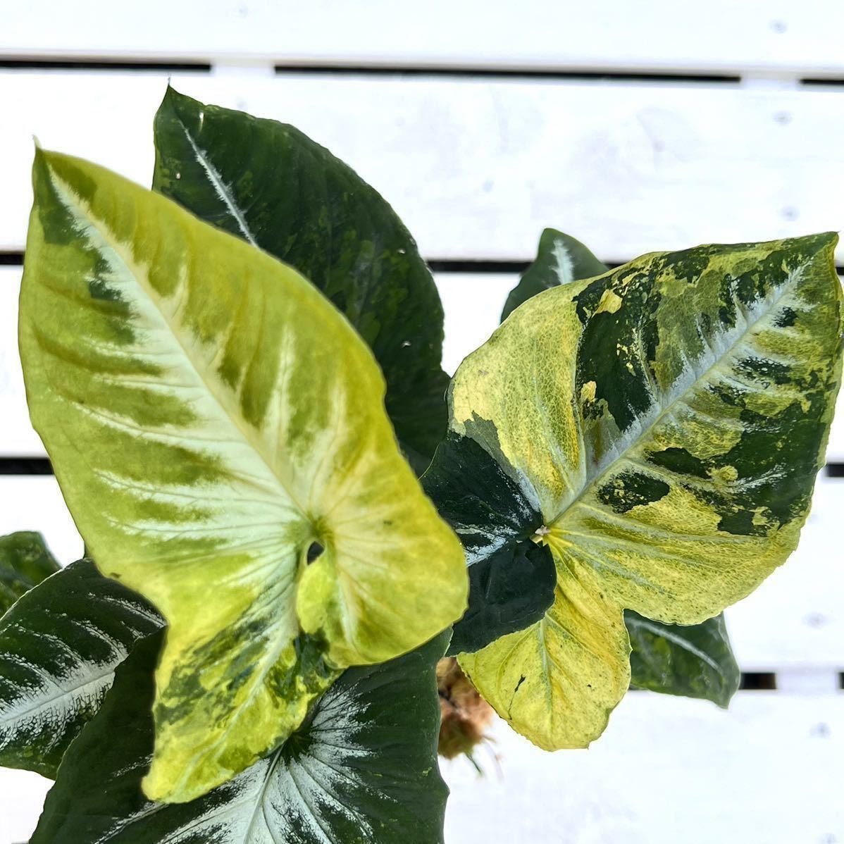 《KhK-12》Syngonium scrambled eggsシンゴニウム スクランブルド エッグス/斑入り モンステラ フィロデンドロン アンスリウム