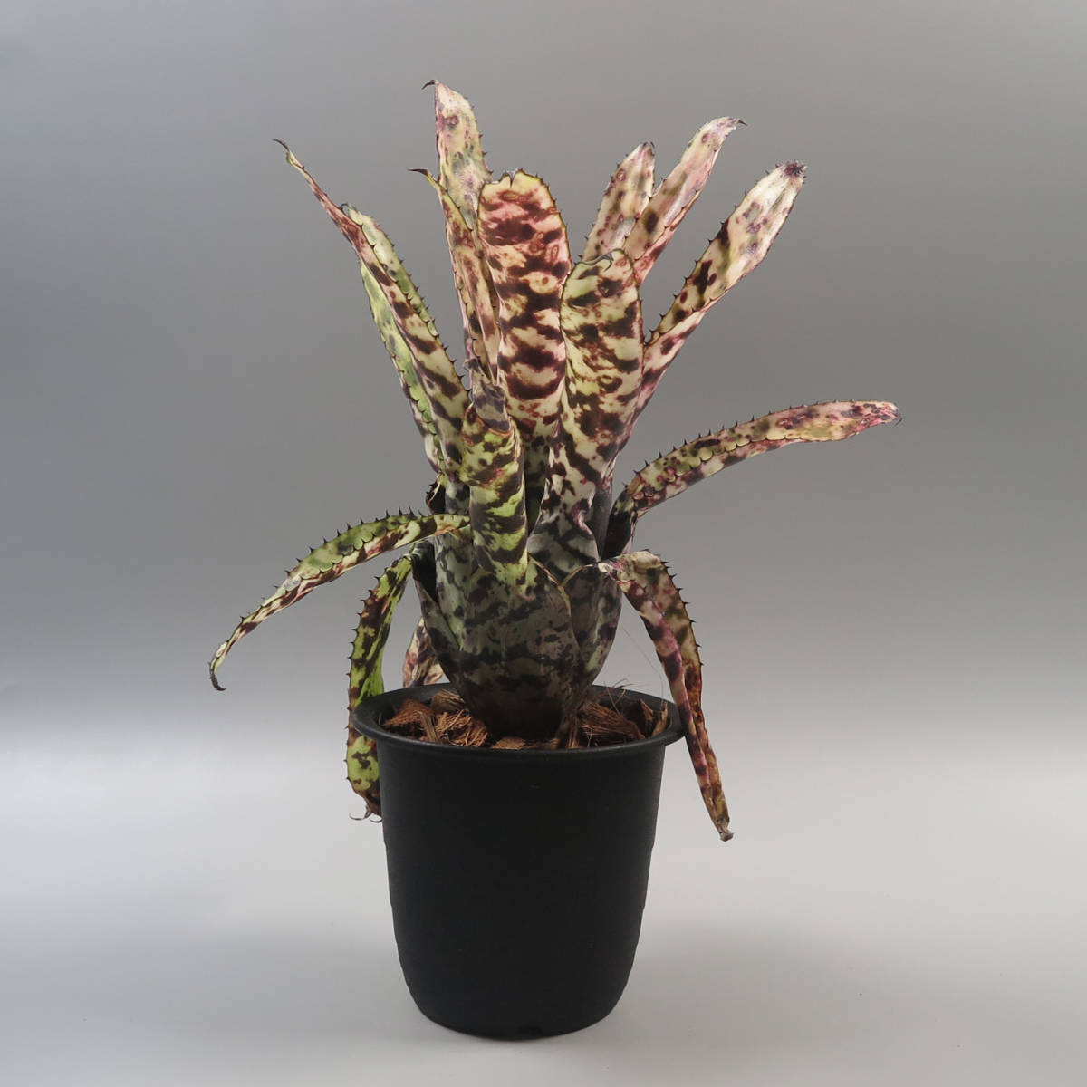 1. エクメア ☆ Aechmea orlandiana seedling ☆ タンクブロメリア