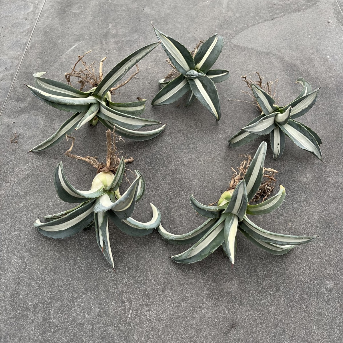 多肉植物 アガベ アメリカーナ 華厳 白中斑 大株5株