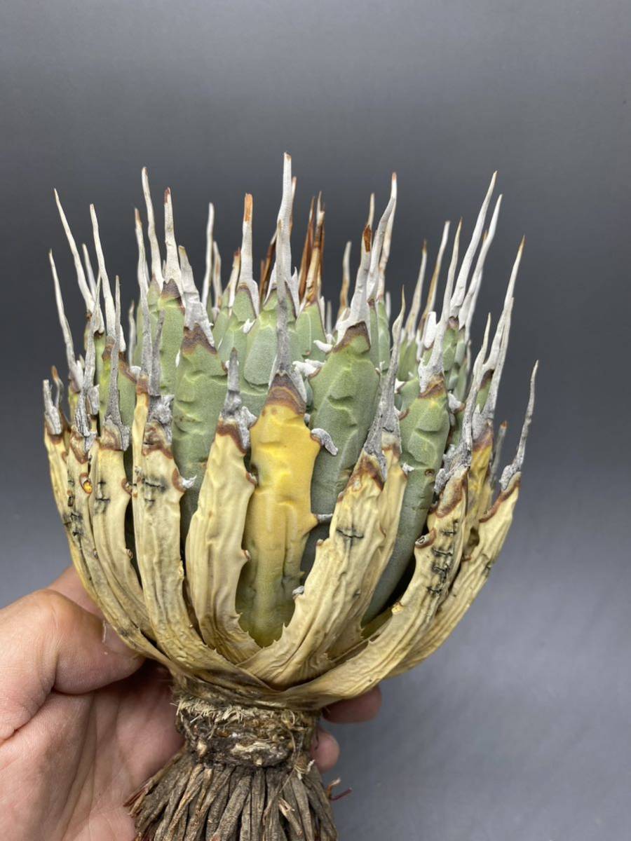 S417-72陽炎蕾形厚肉粗曲棘アガベ ユタエンシス /Agave utahensis 