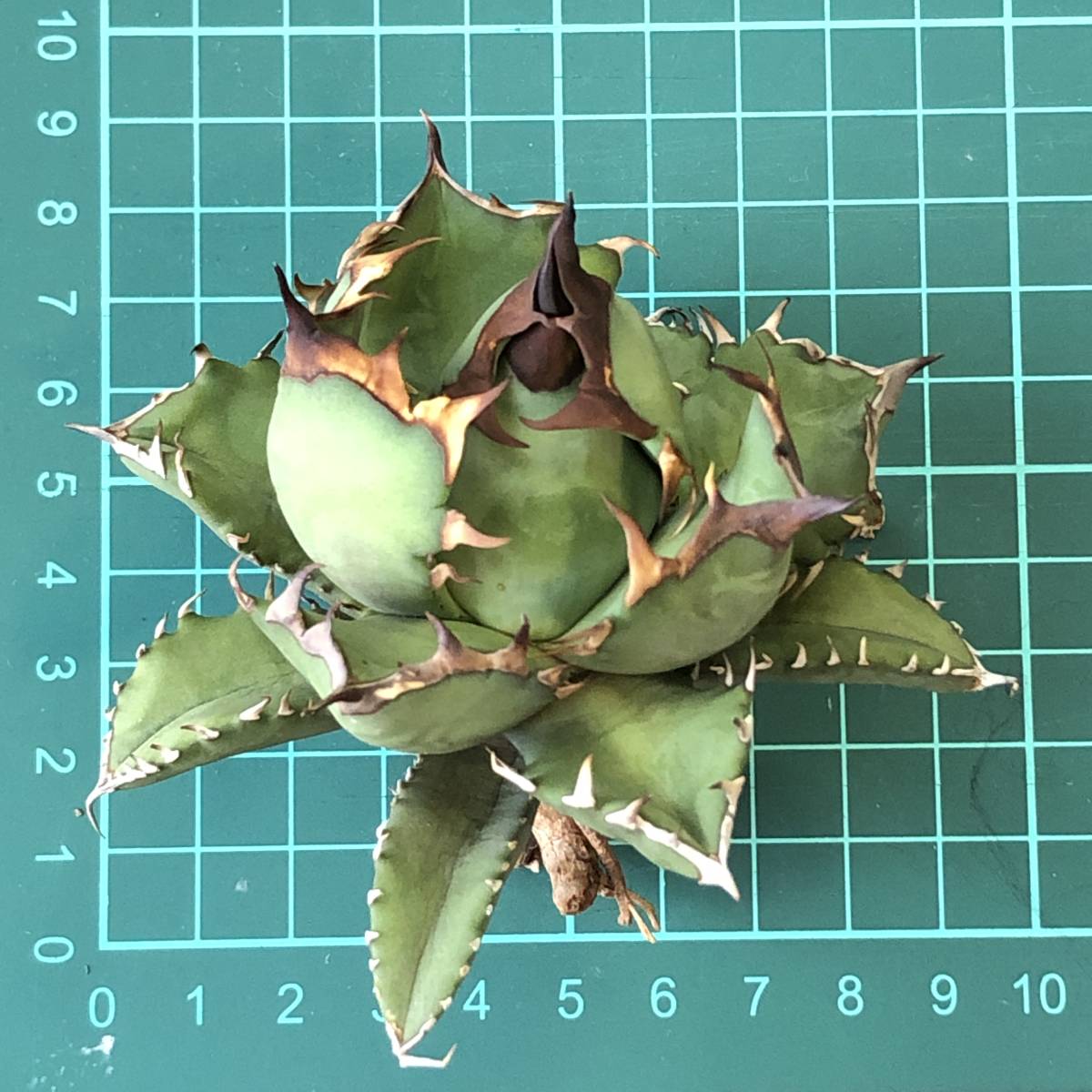 agave titanota dwarf アガベ チタノタ ドワーフ 姫厳龍 ⑦ 【公式通販】