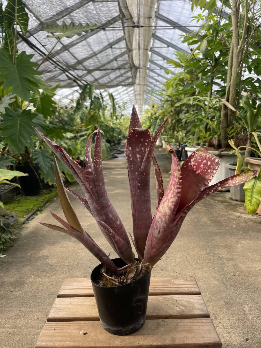 ビルベルギア・サンデルシー　★ Billbergia Sundersii