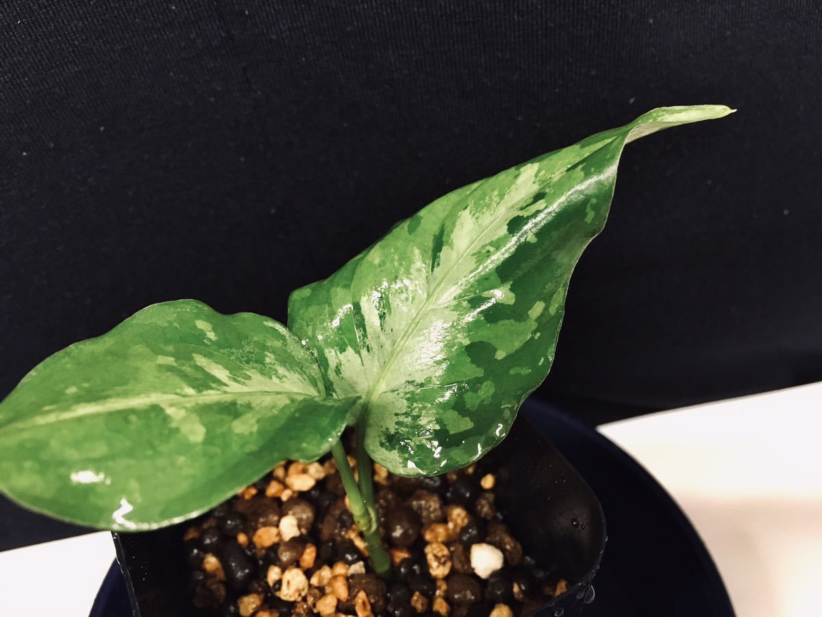 Aglaonema pictum ”Deeplace” 【 FFF0121-f1B-1/3 】アグラオネマ 