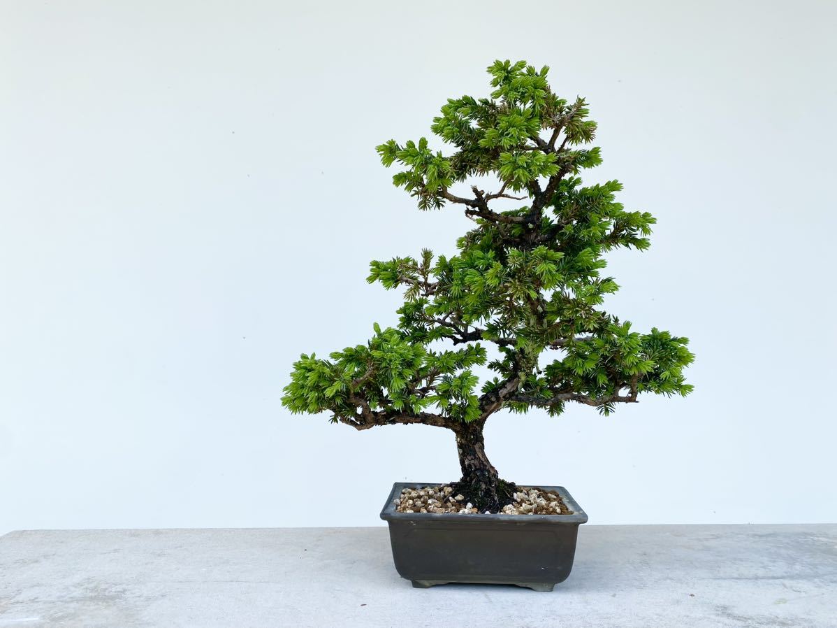 盆栽・苔玉 値下げしました。真柏小品盆栽です。黒松、赤松、五葉松