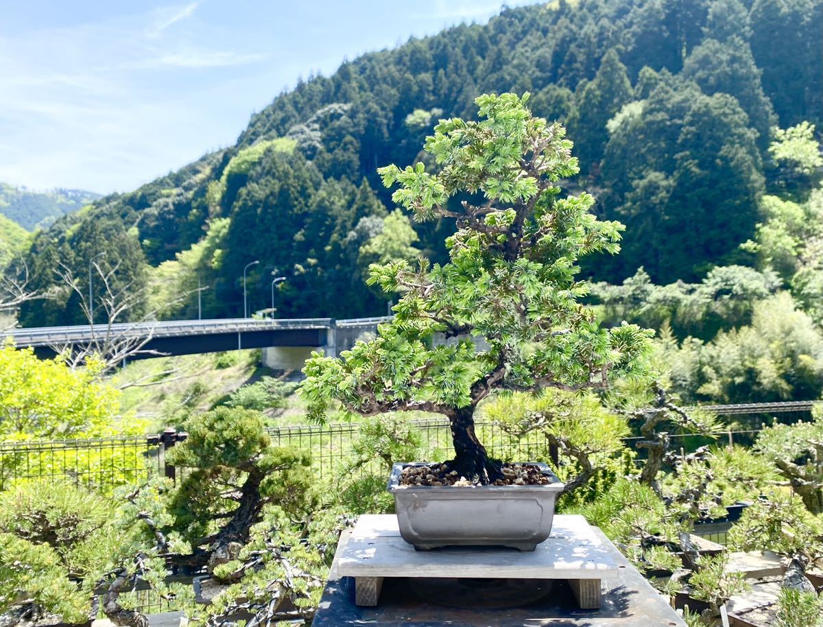 白木盆栽園杜松樹高24センチ盆栽黒松赤松五葉松真柏雑木趣味観葉植物 白木盆栽園杜松樹高24センチ盆栽黒松赤松五葉松真柏雑木趣味観葉植物