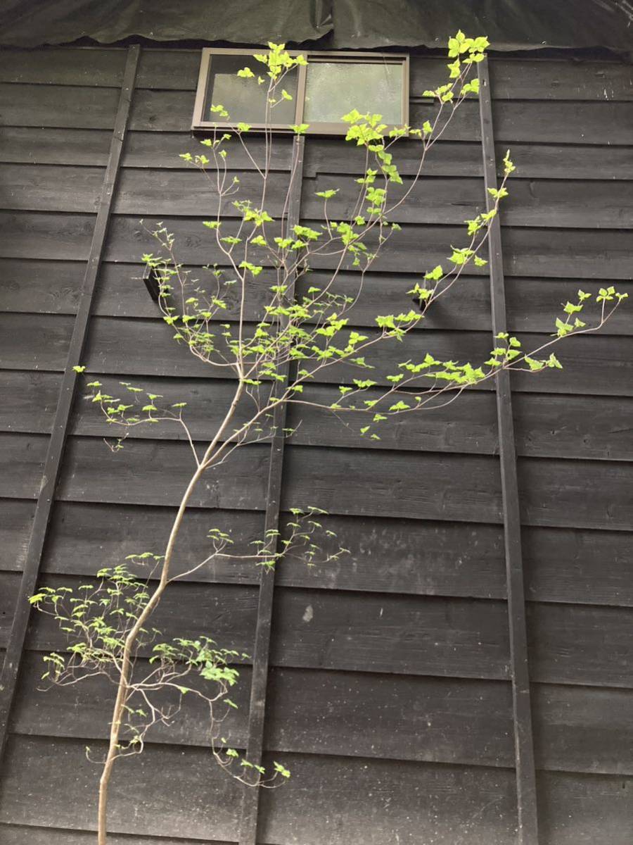 7 山取 ミツバツツジ 山採りミツバツツジ 三葉H130cm w60cm