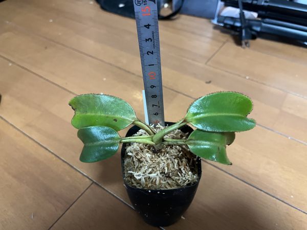 [NMPV便] Nepenthes villosa Sabah ネペンテス ウツボカズラ 熱帯植物 原種 食虫植物