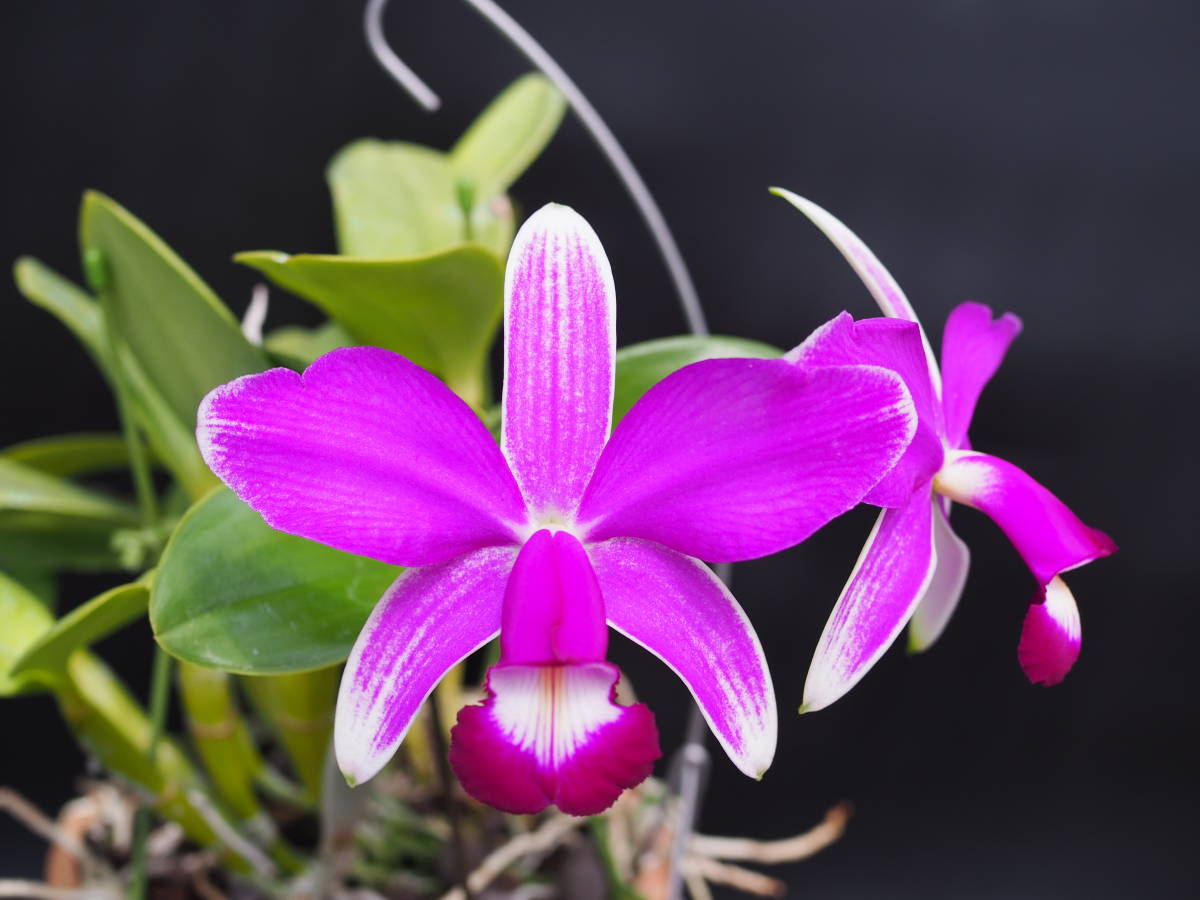☆洋蘭原種☆カトレアC.violacea flamea 'Kibiji' SBM/JOGA self 苗