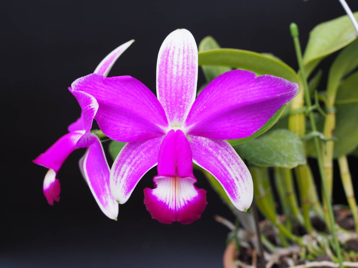 ☆洋蘭原種☆カトレアC.violacea flamea 'Kibiji' SBM/JOGA self 苗