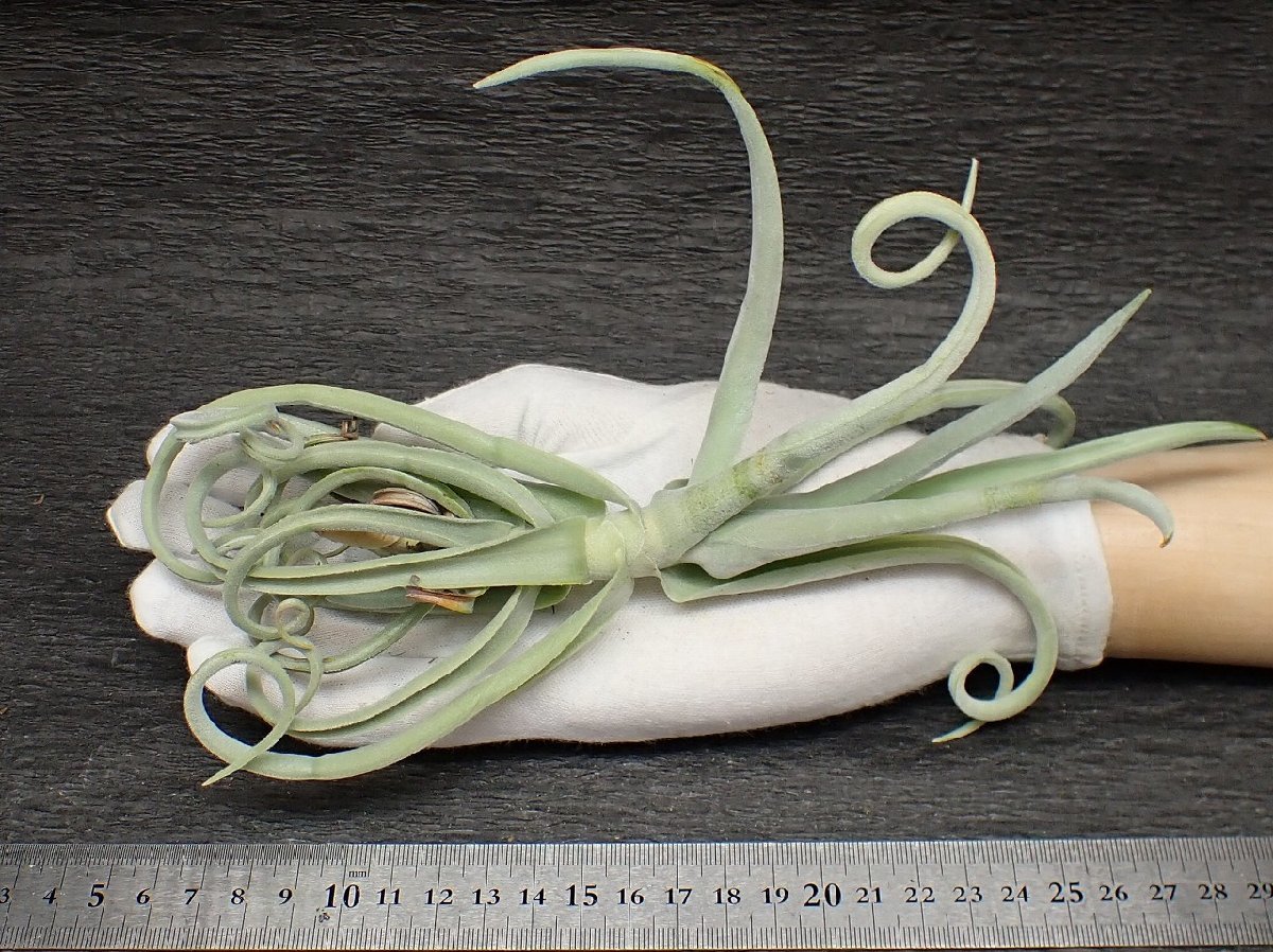 Tillandsia duratii 'Thick Leaf' チランジア・ドゥラティ シックリーフ●エアプランツTI★第四種送料別途★税別1円～!!