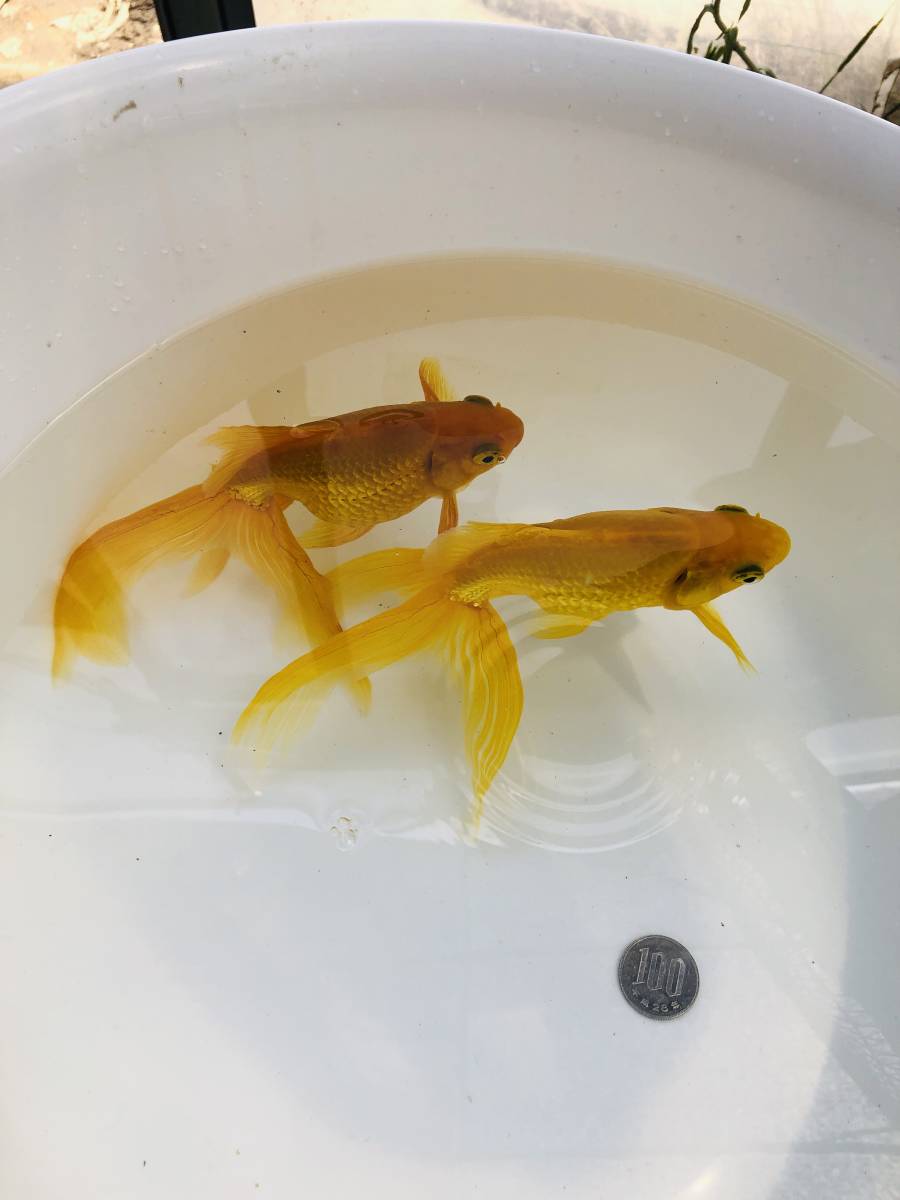 黄色い金魚 黄金魚2匹 2匹のオレンジ色の金魚が横を泳いでいます