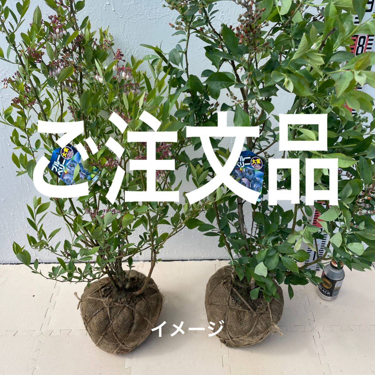 ブルーベリー苗 デライト×2 準大苗セット 【公式通販】