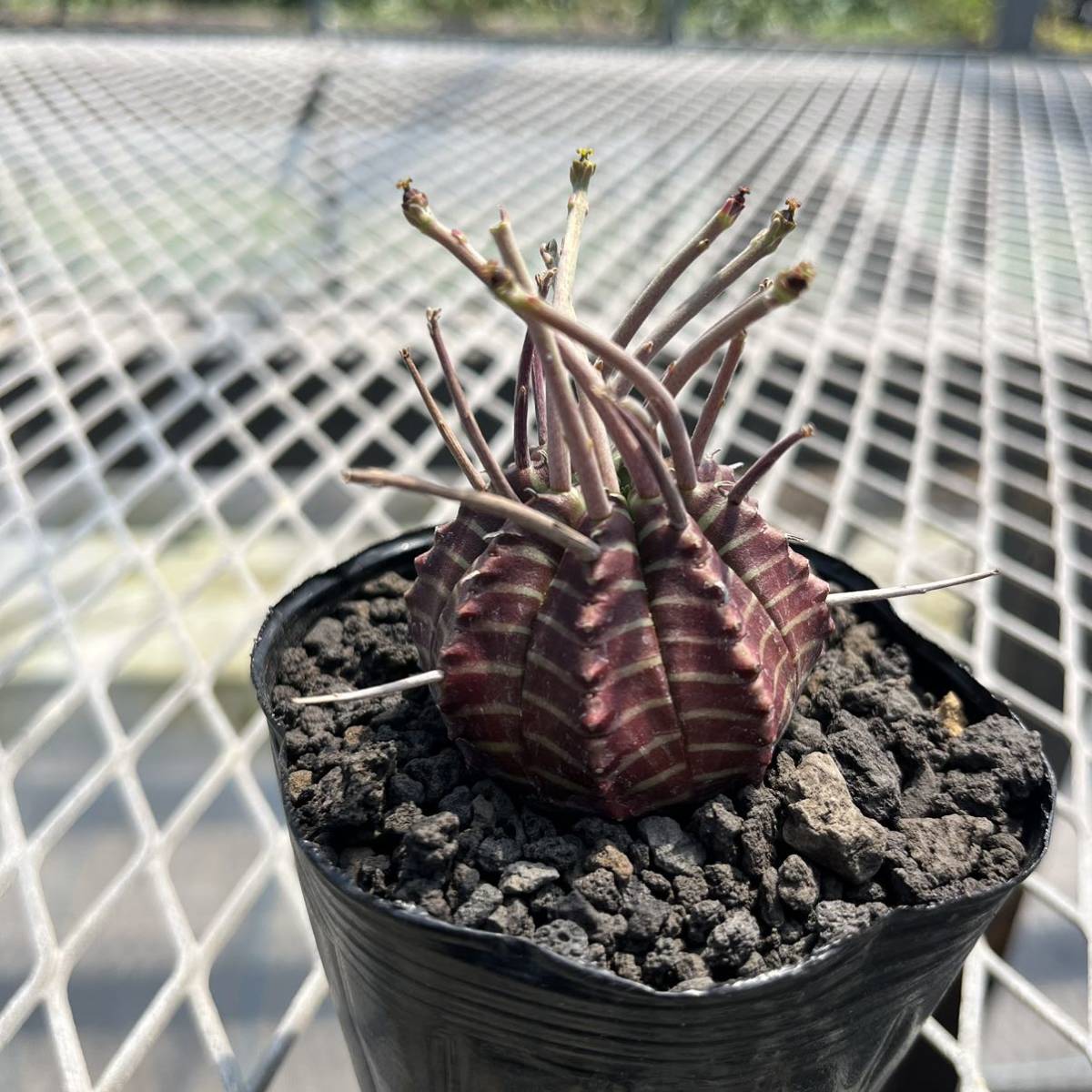 ④ 雌♀ 極太花柄 実生選抜 ユーフォルビア ゼブラ バリダ euphoria