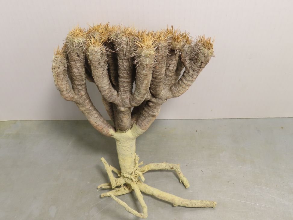 ユーフォルビア・ギラウミニアナ guillauminiana Euphorbia