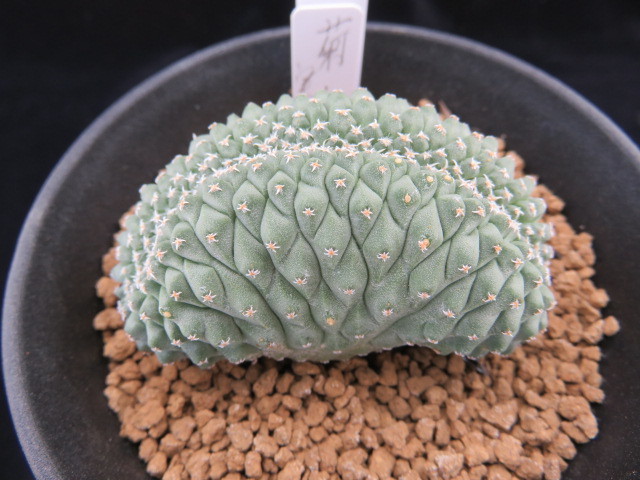 22．菊水綴化 サボテン 多肉植物 花、園芸 サボテン 【公式通販】