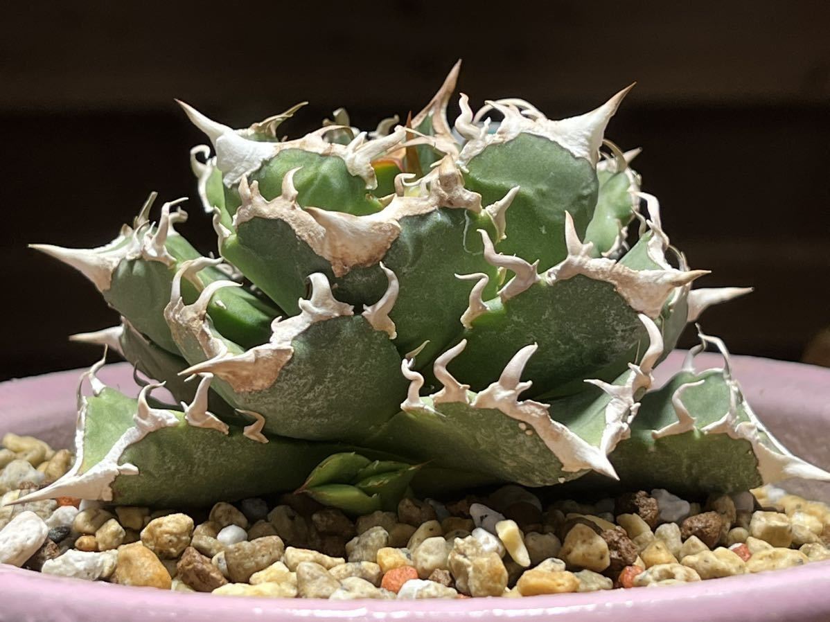 アガベチタノタ清桜 アガベ 清櫻 チタノタ 清桜 子株 セオ Agave 
