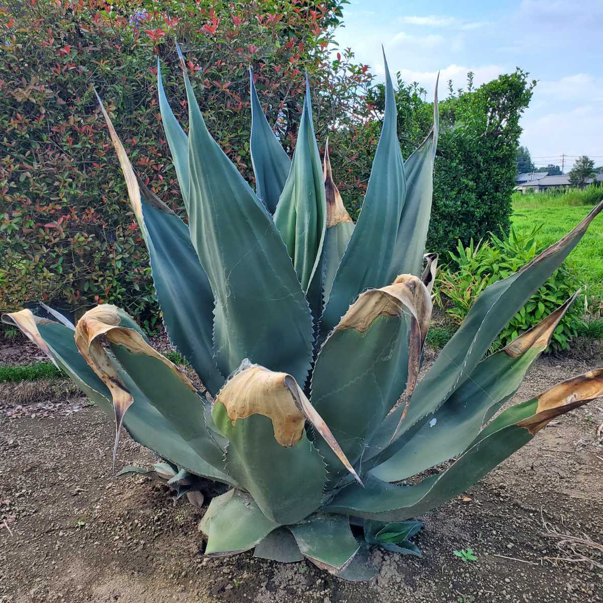 レア美種 1円スタート！ アガベ シグマトフィラ カキ仔