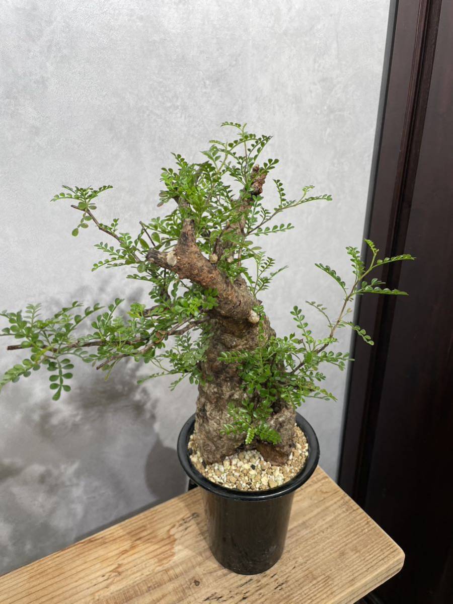 現地球／発根済オペルクリカリア パキプス（極上株）ODDROOTS管理株