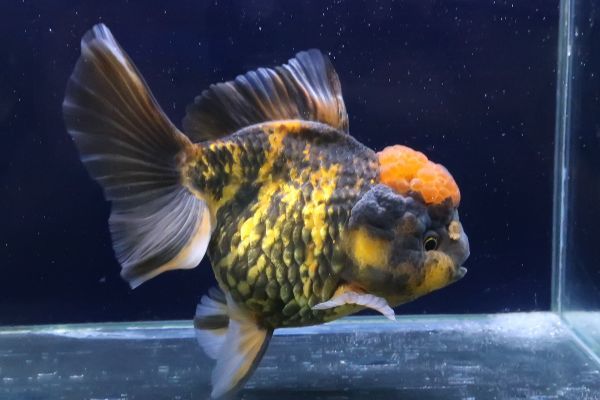 96＜water-flap＞　タイ産　オランダシシガシラ　タイガー　ローズテール