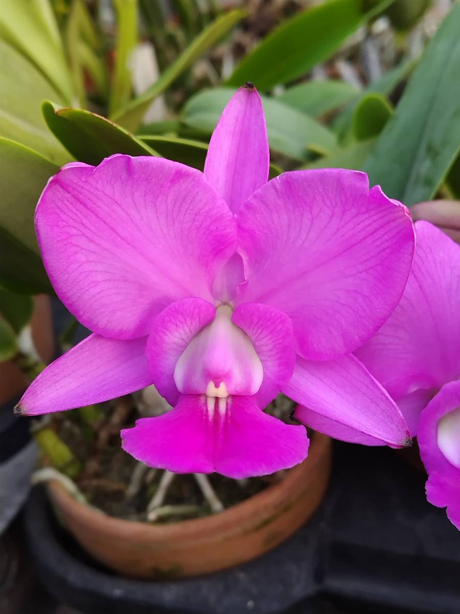 洋蘭カトレア原種 c.walkeriana tipo B