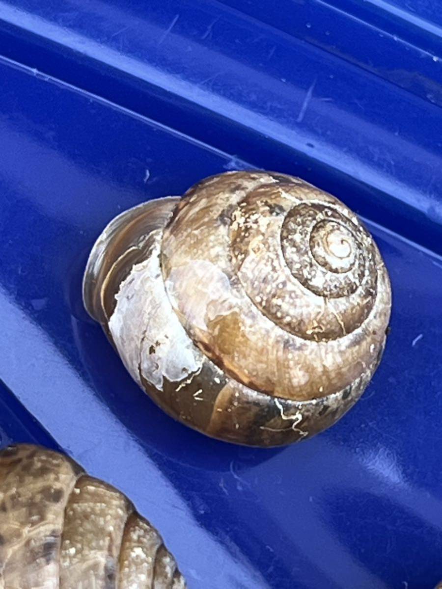 2025年最新Yahoo!オークション -貝 マイマイの中古品・新品・未使用