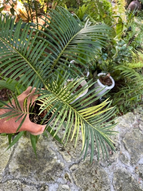 F&C シダ ソテツ Cycas revoluta variegata フイリソテツ双子株（斑入 