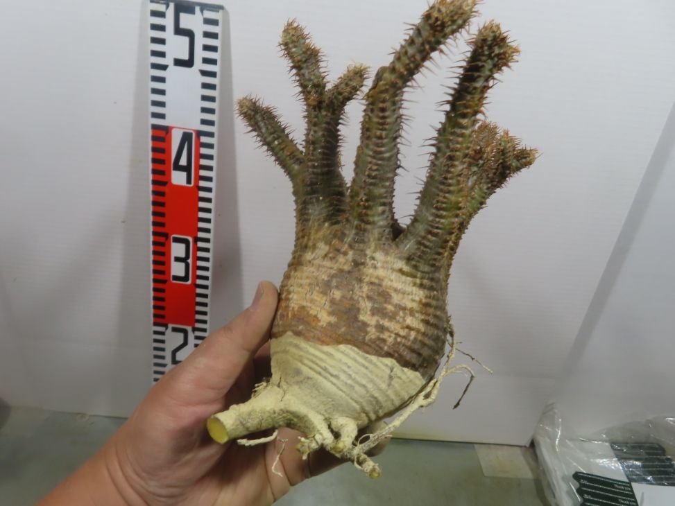 リ139 「塊根植物」パキポディウム グラキリス M 抜き苗【最新到着・マダガスカル・gracilius・根切り画像要確認】