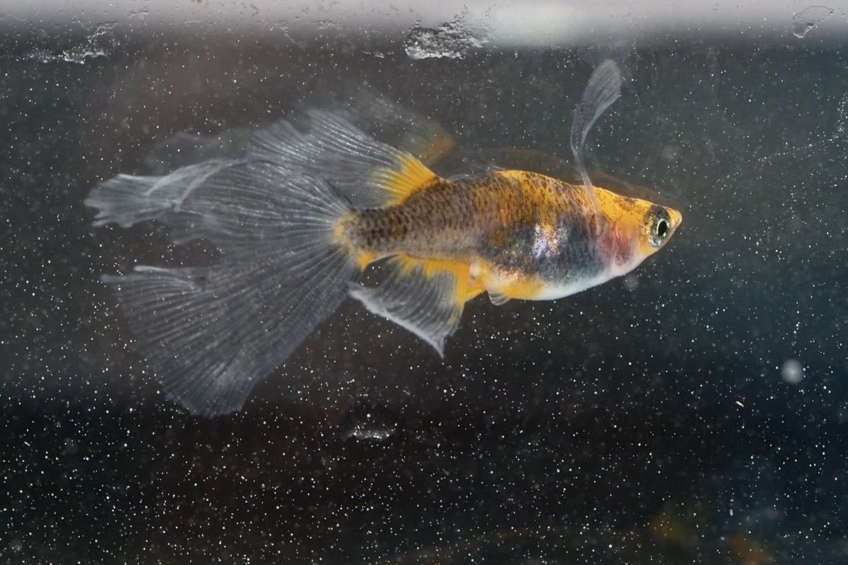 【vtメダカ】黒龍の舞 有精卵15個 五式 GOD 竜章鳳姿 キッシング マリアージュ クラウド エンペラー レッドクリフ 炎 極上種親より採卵