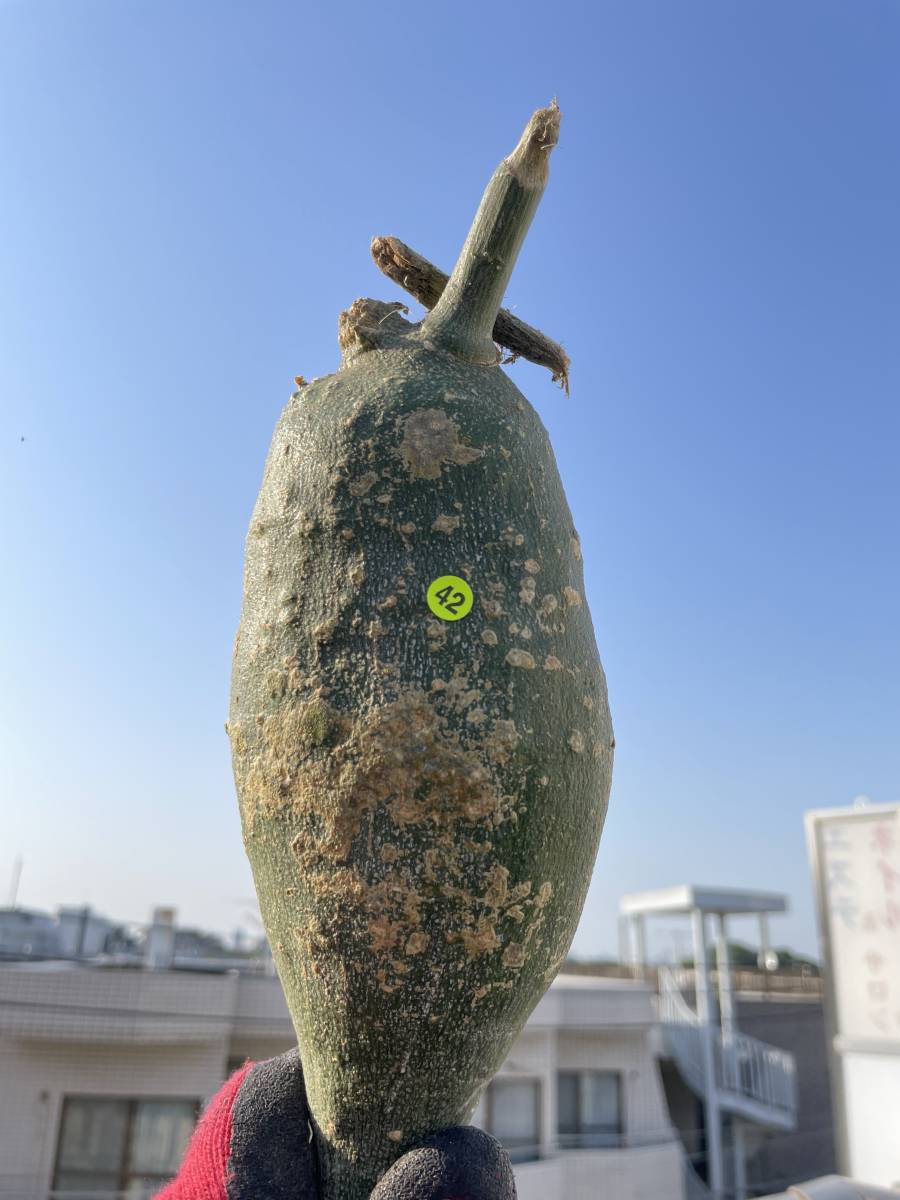 42 現地発根済 美株 Adenia Pseudoglobosa アデニア プセウドグロボーサ 畑植 塊根植物 グラキリス パキプス パキポディウム 