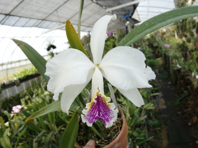  洋蘭原種カトレヤC mossiae s/a flameaxsplash 4.5(ラン)｜売買されたオークション情報、yahooの商品情報をアーカイブ公開 - オークファン ラン