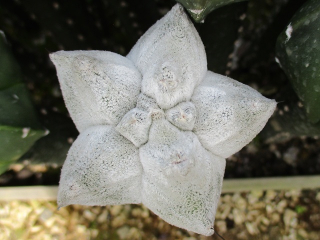 ６　アストロフィツム　白ランポー玉モンストローサ/ サボテン　多肉植物