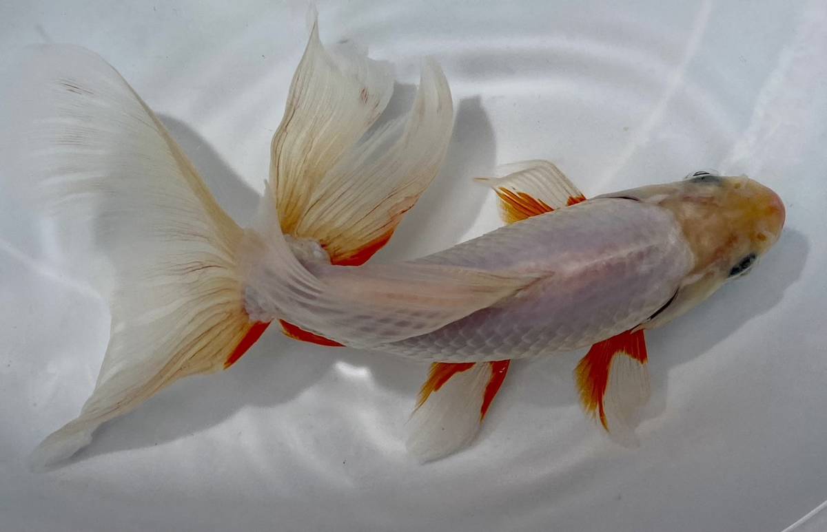 3■浜松産 東海錦◆参歳 22cm雌◆同日落札2以上の方餌プレゼント◆北海道/九州 /青森/秋田/沖縄/離島発送不可