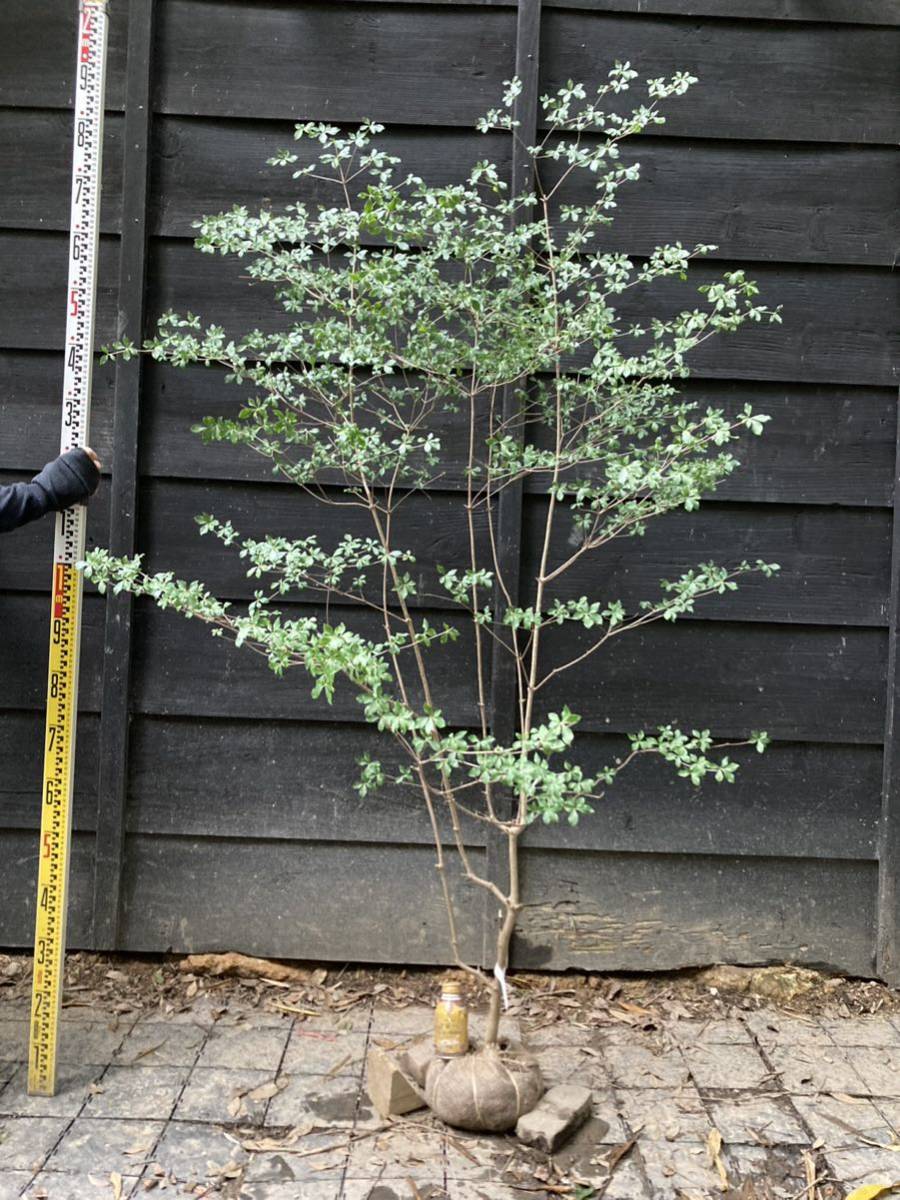 苗木・植木 山採りドウダンツツジ