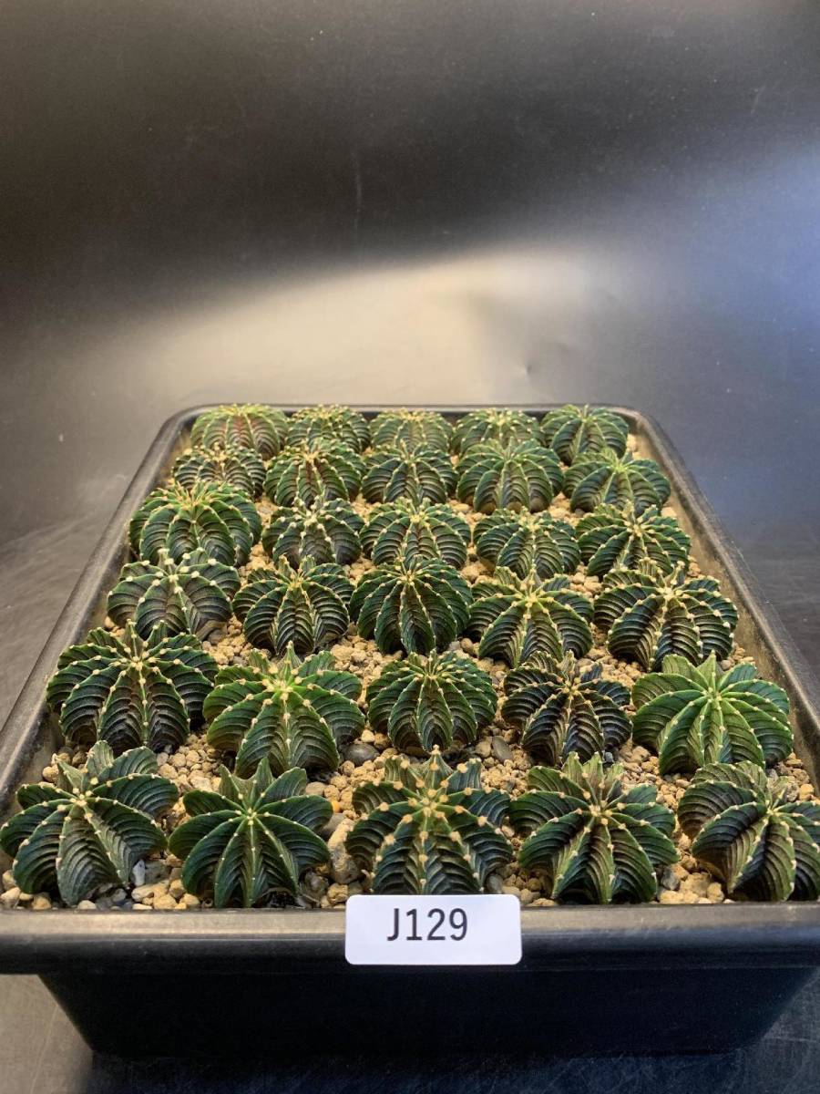 J129 同梱可 ギムノカリキウム Gymnocalycium LB2178 30株 実生 多肉