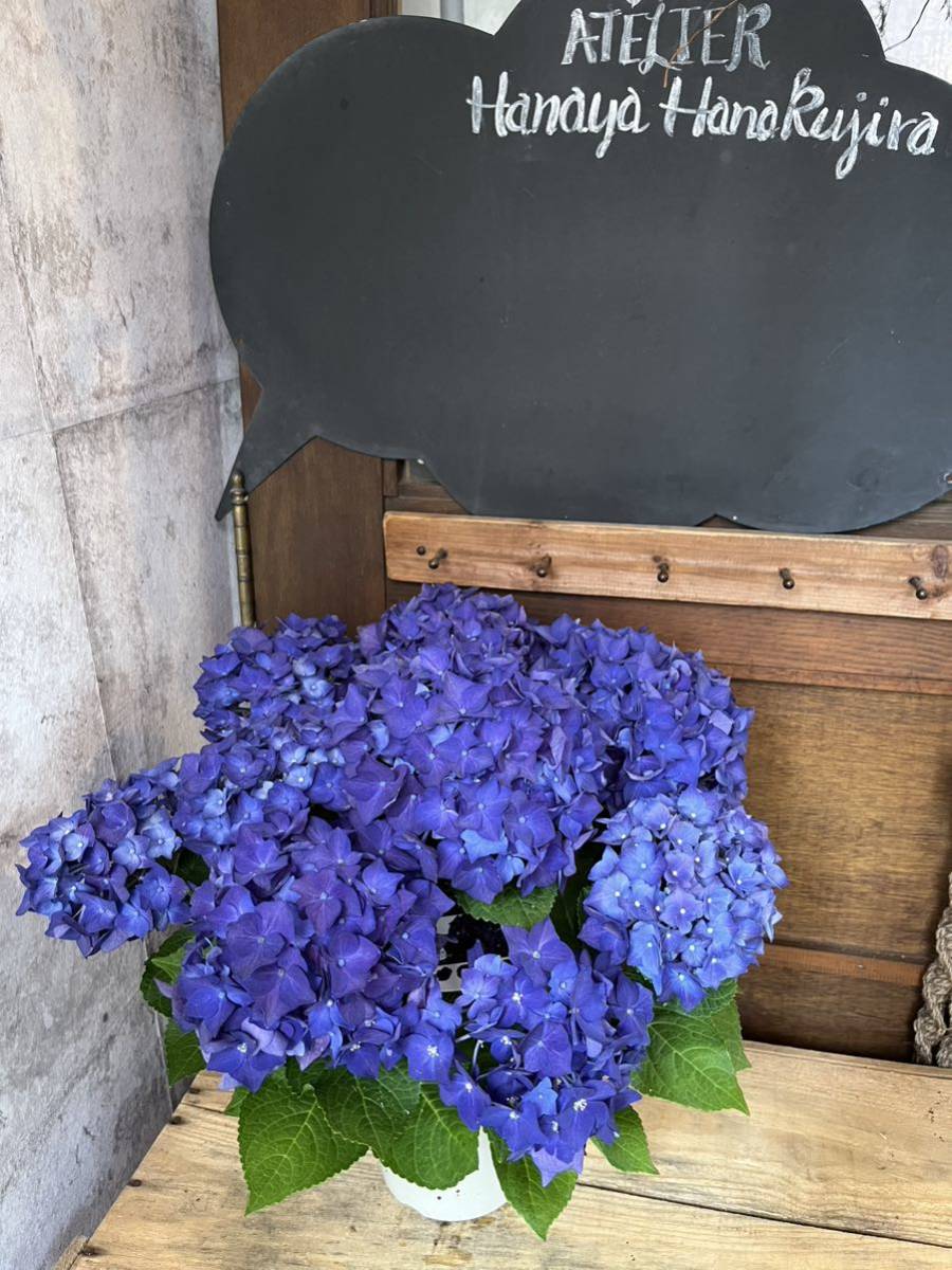 アジサイ「ディープパープル」